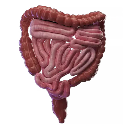 Gastroenterología - Endoscopía, colonoscopía y elastografía hepática